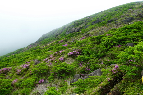 ＊＊ミヤマキリシマ咲く　久住山(1,786.8M)   久住分かれ 編＊＊_d0170615_10362806.jpg