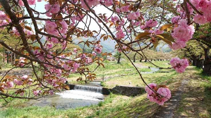 ＧＷ終わったから　観音寺川の桜　＠福島県猪苗代町_f0048546_23011895.jpg