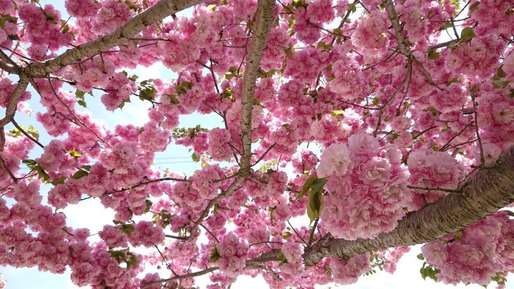 ＧＷ終わったから　観音寺川の桜　＠福島県猪苗代町_f0048546_23012787.jpg