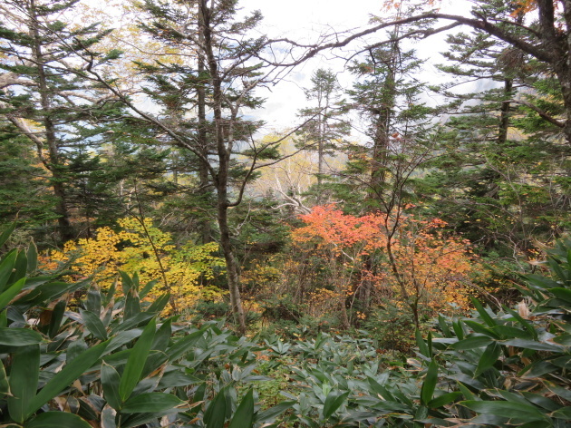 紅葉真っ盛り　西穂山荘 (２，３８５M)   PART 3_d0170615_07103823.jpg