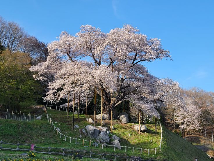 越代のサクラ　@福島県古殿町_f0048546_17554816.jpg