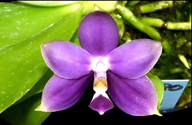 Phal.violacea fma.coerulea　’Indigo’ ×self_d0007501_07134678.jpg