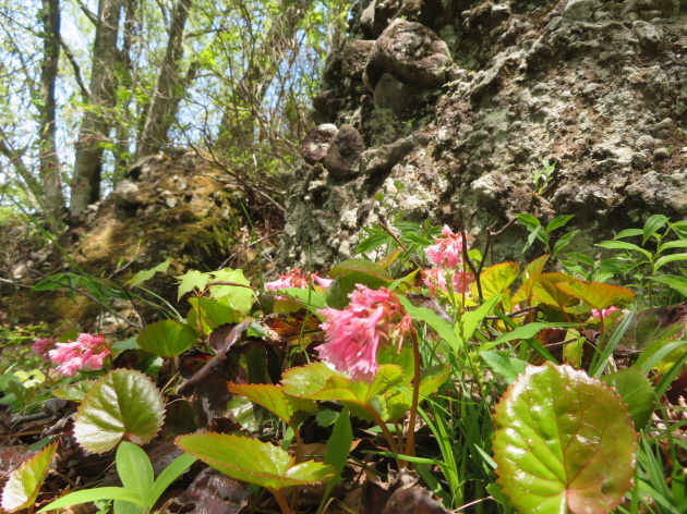 西峰山頂に到着　青葉山 (693M)  PART 2_d0170615_09030543.jpg