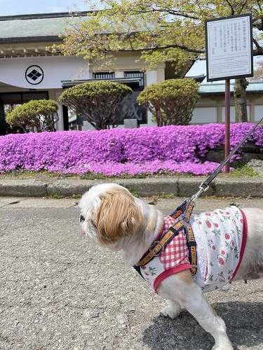 第75回松前さくらまつり・松前藩屋敷　～　松前町_c0074563_15523273.jpg