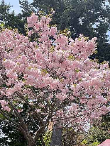 第75回松前さくらまつり・松前藩屋敷　～　松前町_c0074563_15525237.jpg