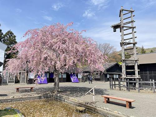 第75回松前さくらまつり・松前藩屋敷　～　松前町_c0074563_16060087.jpg