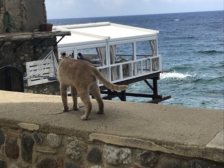 シッラの猫、タマちゃん_a0136671_01342379.jpg