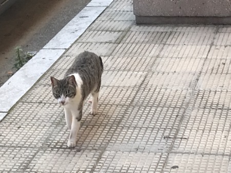 シッラの猫、タマちゃん_a0136671_01434687.jpg