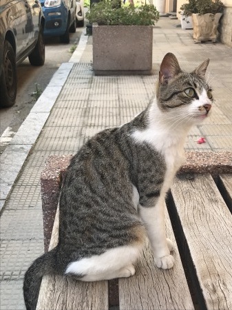 シッラの猫、タマちゃん_a0136671_01435791.jpg