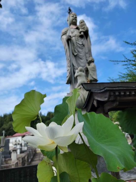 長泉寺の蓮　@福島県石川町_f0048546_18481074.jpg