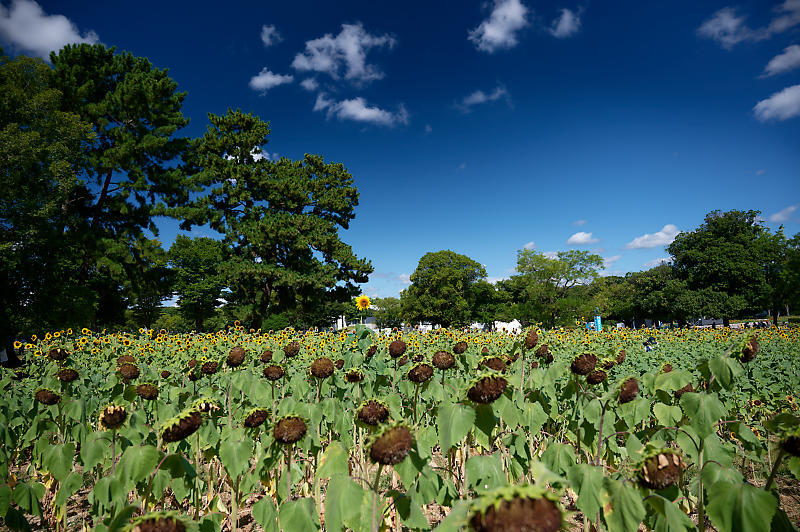 大阪遠征　ヒマワリ@万博記念公園_f0032011_19102018.jpg