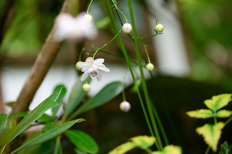 四季の花達　蓮華升麻＠古知谷阿弥陀寺_f0032011_19122301.jpg