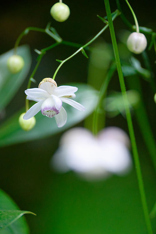 四季の花達　蓮華升麻＠古知谷阿弥陀寺_f0032011_19122378.jpg