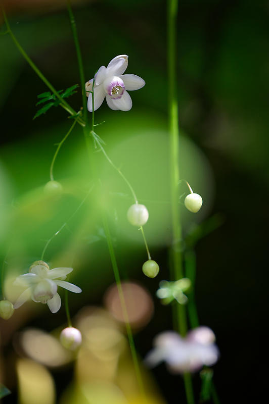 四季の花達　蓮華升麻＠古知谷阿弥陀寺_f0032011_19122389.jpg