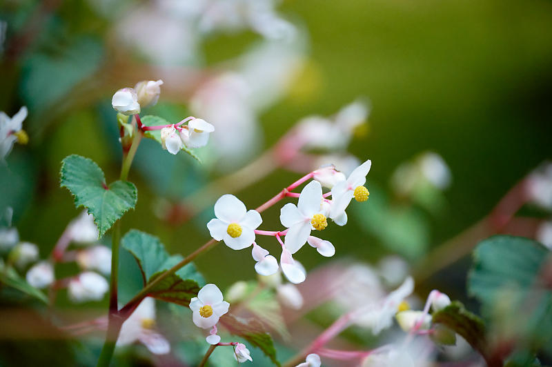 四季の花達　蓮華升麻＠古知谷阿弥陀寺_f0032011_19130020.jpg