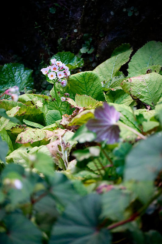 四季の花達　蓮華升麻＠古知谷阿弥陀寺_f0032011_19130058.jpg