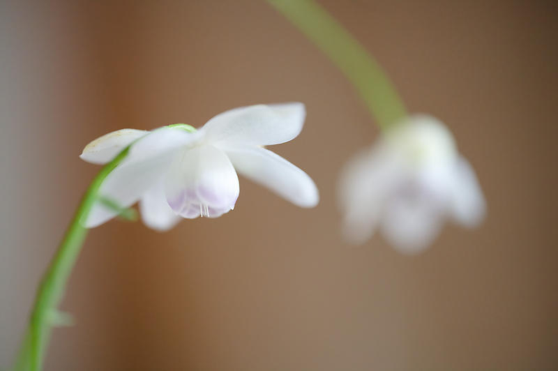 四季の花達　蓮華升麻＠古知谷阿弥陀寺_f0032011_19140395.jpg