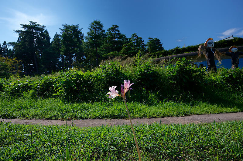 秋は何処？リコリス&曼珠沙華＠けいはんな記念公園_f0032011_16264197.jpg