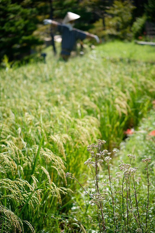 秋は何処？リコリス&曼珠沙華＠けいはんな記念公園_f0032011_16392491.jpg