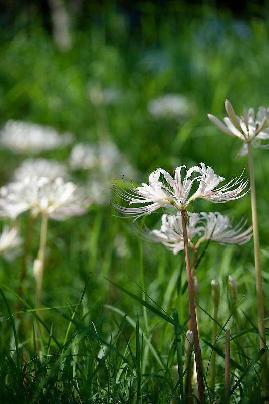 秋は何処？リコリス&曼珠沙華＠けいはんな記念公園_f0032011_16443226.jpg