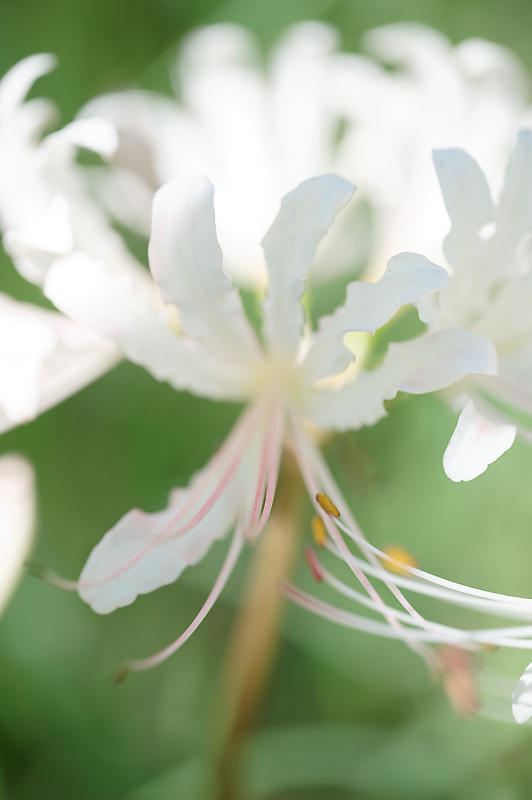 秋は何処？リコリス&曼珠沙華＠けいはんな記念公園_f0032011_16443227.jpg