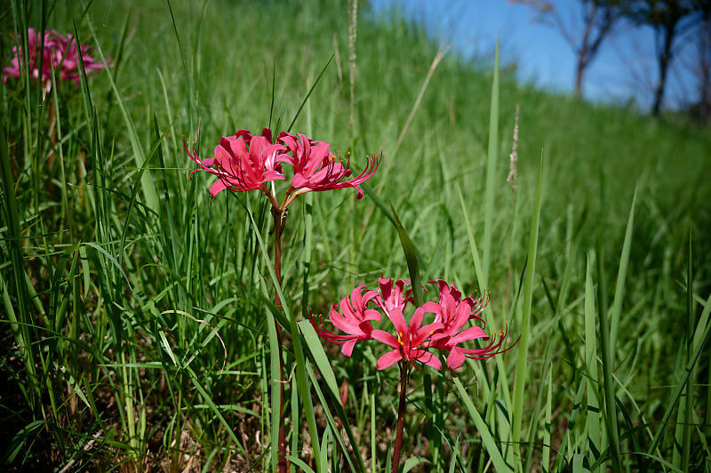 秋は何処？リコリス&曼珠沙華＠けいはんな記念公園_f0032011_16451020.jpg