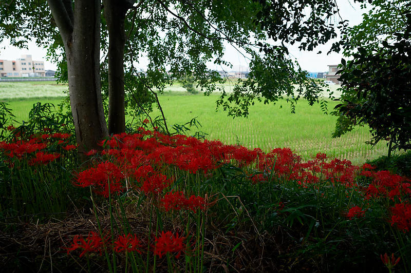 滋賀遠征　曼珠沙華＠八日市インター近くのお社～豊満神社～犬上川敏満寺地区河川敷_f0032011_13292792.jpg