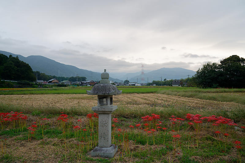 滋賀遠征　曼珠沙華＠八日市インター近くのお社～豊満神社～犬上川敏満寺地区河川敷_f0032011_13333541.jpg