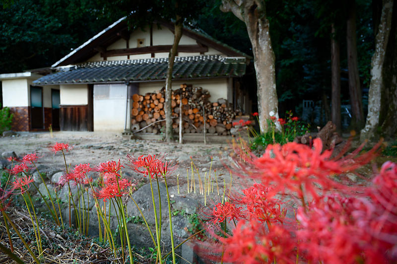 滋賀遠征　曼珠沙華＠八日市インター近くのお社～豊満神社～犬上川敏満寺地区河川敷_f0032011_13333666.jpg