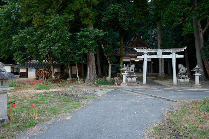 滋賀遠征　曼珠沙華＠八日市インター近くのお社～豊満神社～犬上川敏満寺地区河川敷_f0032011_13333673.jpg