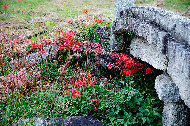 滋賀遠征　曼珠沙華＠八日市インター近くのお社～豊満神社～犬上川敏満寺地区河川敷_f0032011_13333691.jpg