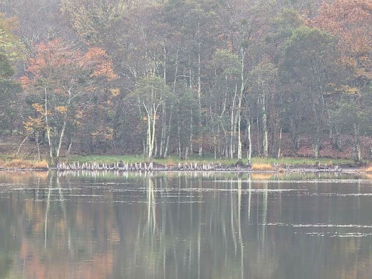 観音沼森林公園の紅葉　２週目その２　@福島県下郷町_f0048546_16225769.jpg