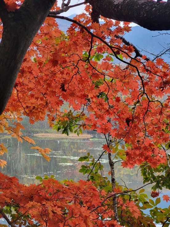 観音沼森林公園の紅葉　２週目その２　@福島県下郷町_f0048546_16230402.jpg