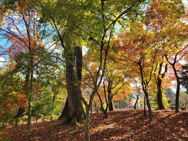 須賀川牡丹園　@福島県須賀川市_f0048546_18354255.jpg