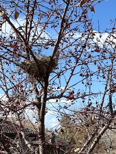 Empty Nest_e0104941_00595646.jpg