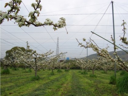 安満遺跡公園〜旧京大農場本館〜_c0301808_17193863.jpg