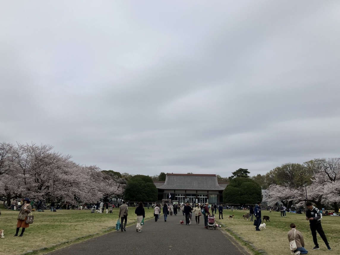 ようやく満開、花見の会_e0173855_11164273.jpg