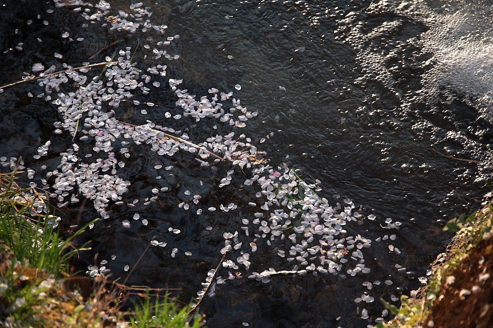 福島桜巡り　猪苗代町　観音寺川の桜並木　その１_e0165983_09300178.jpg