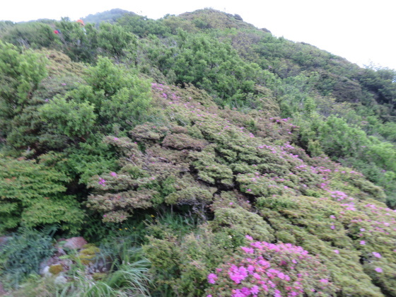 東峰登頂する　由布岳 (1,583M)   PART 2_d0170615_18464623.jpg