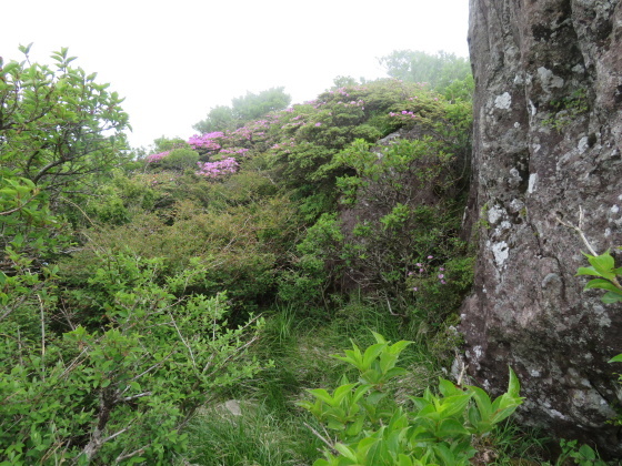 東峰登頂する　由布岳 (1,583M)   PART 2_d0170615_18471211.jpg