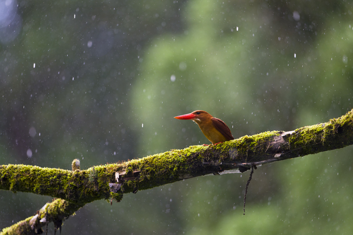 お天気雨のアカショウビン_a0039245_00325821.jpg