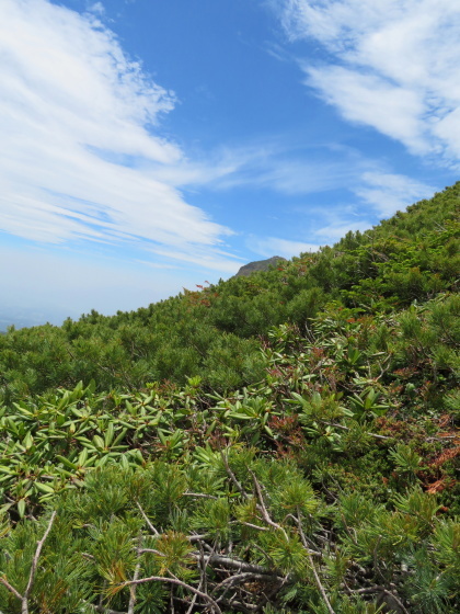 コイワカガミ咲く　横岳 (2,830M)   PART 4_d0170615_15105927.jpg