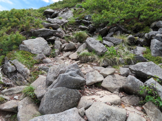 コイワカガミ咲く　横岳 (2,830M)   PART 4_d0170615_15114156.jpg