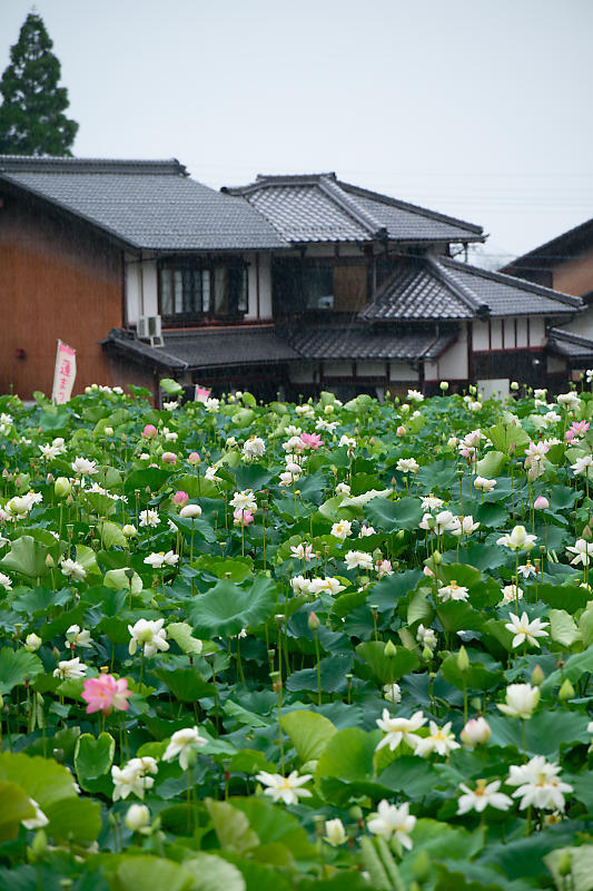 滋賀遠征　蓮＠長浜　あいのたにロータスプロジェクト_f0032011_20554093.jpg