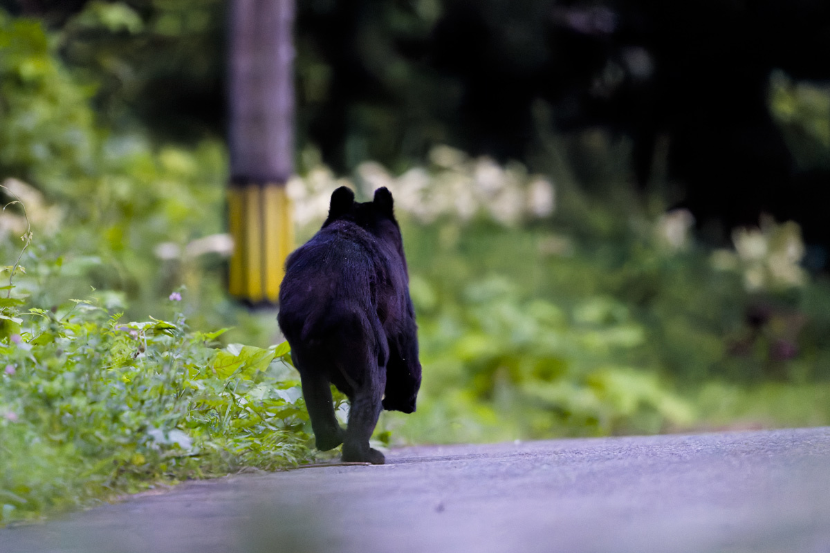 クマと接近遭遇_a0039245_01220461.jpg