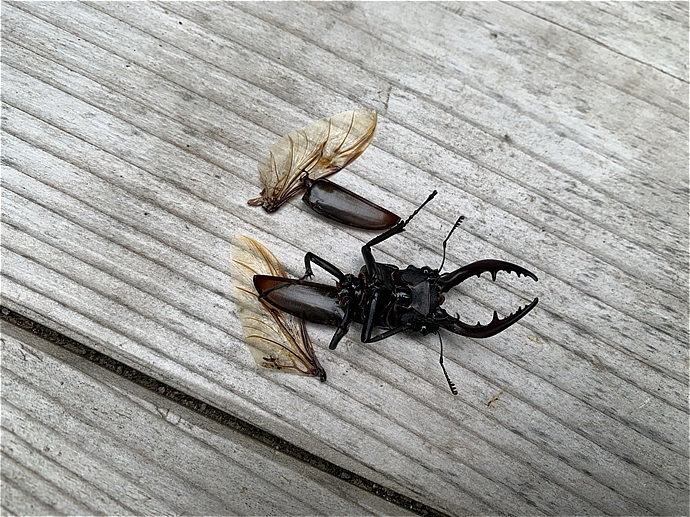 鎌倉で昆虫写真：樹液に集まる虫といえば甲虫でしょ_c0196928_08325135.jpg