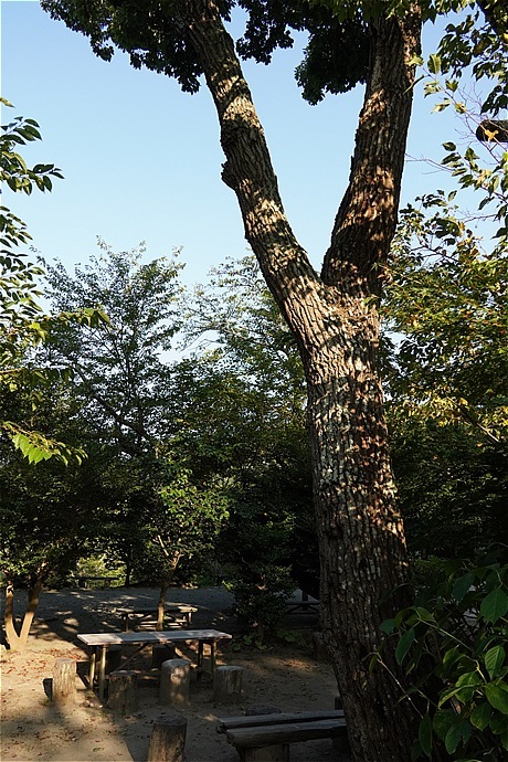 鎌倉で昆虫写真：樹液に集まる虫といえば甲虫でしょ_c0196928_08325163.jpg