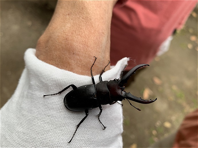 鎌倉で昆虫写真：樹液に集まる虫といえば甲虫でしょ_c0196928_08325198.jpg