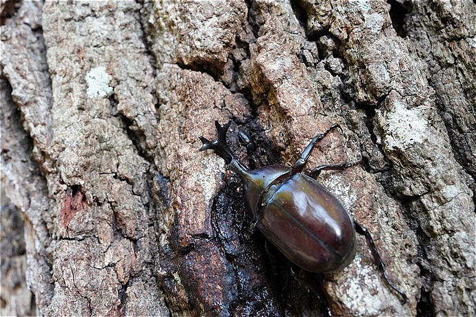 鎌倉で昆虫写真：樹液に集まる虫といえば甲虫でしょ_c0196928_08325222.jpg