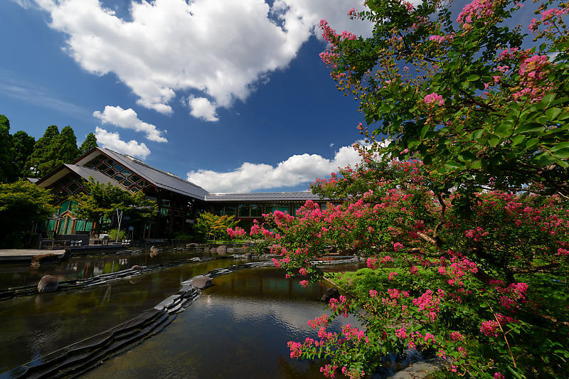 四季の花達　百日紅＠梅小路公園朱雀の庭_f0032011_18475018.jpg